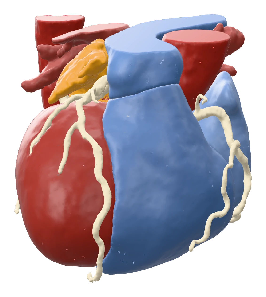 Segmented heart with coronary arteries